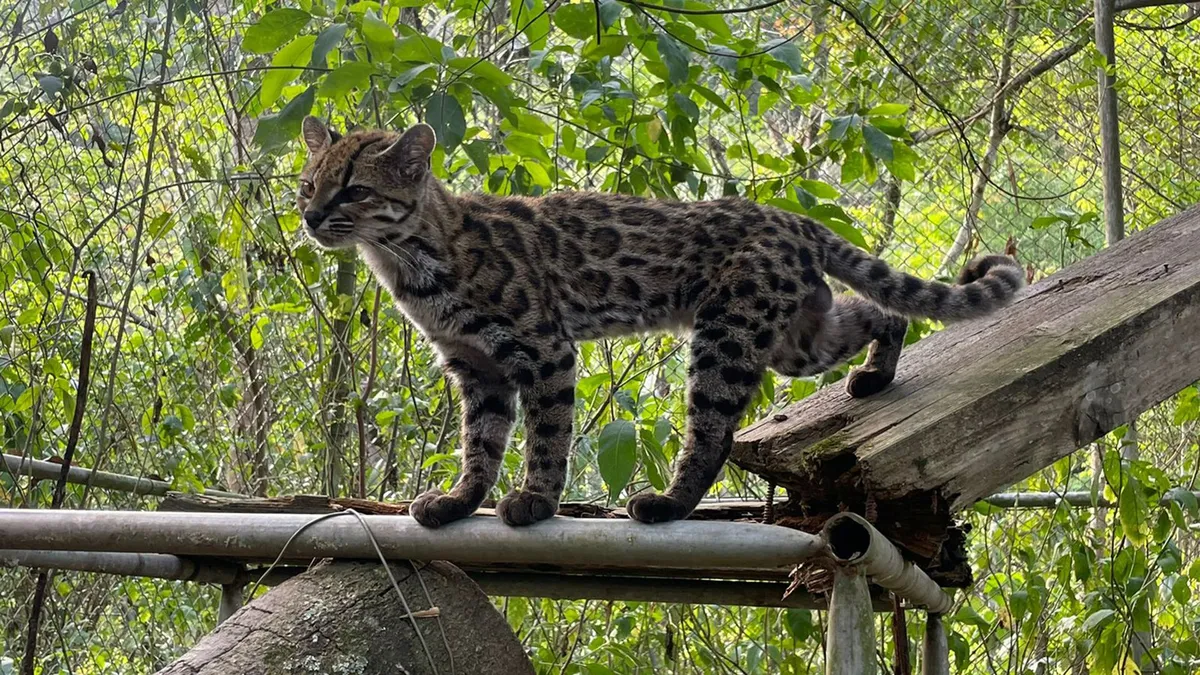 Bilim insanları Bolivya'da yeni bir kedi türü tanımladı: Leopardus tilcayo
