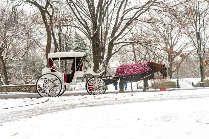 NYC Council to Vote on Central Park Carriage Ban